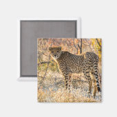 Gepard schaut sich um magnet (Vorderseite/Rückseite)