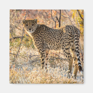 Gepard schaut sich um magnet