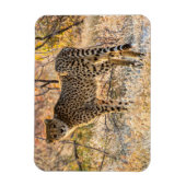 Gepard schaut sich um magnet (Vertikal)