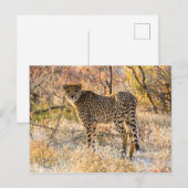 Gepard schaut sich um postkarte (Vorne/Hinten)