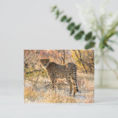 Gepard schaut sich um postkarte (Stehend Vorderseite)