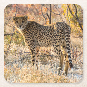 Gepard schaut sich um rechteckiger pappuntersetzer