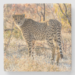 Gepard schaut sich um steinuntersetzer