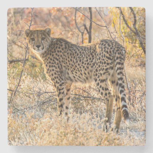 Gepard schaut sich um steinuntersetzer (Vorderseite)