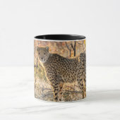 Gepard schaut sich um tasse (Zentrum)