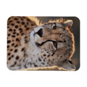 Gepard schaut weg magnet (Horizontal)