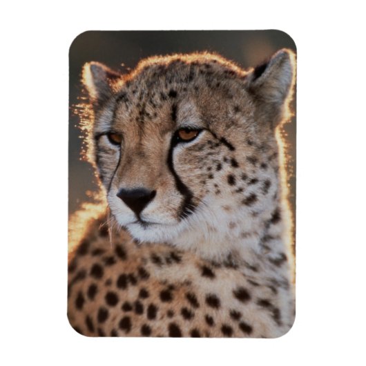 Gepard schaut weg magnet (Vertikal)