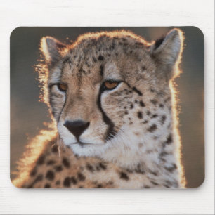 Gepard schaut weg mousepad