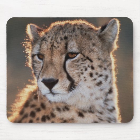 Gepard schaut weg mousepad (Vorne)