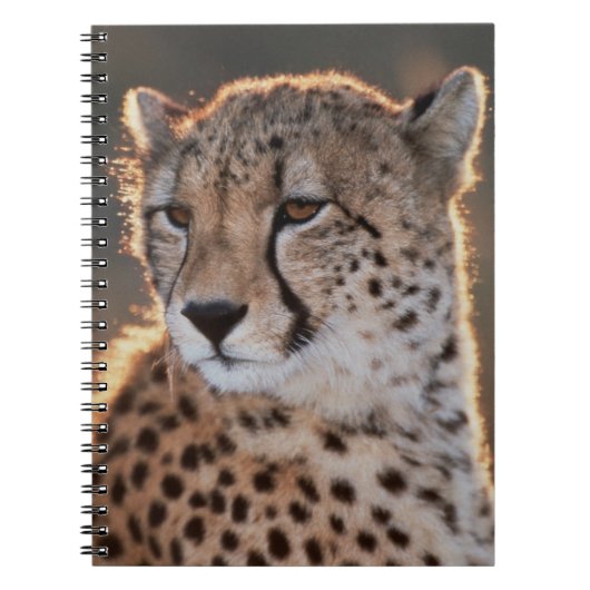 Gepard schaut weg notizblock (Vorderseite)