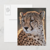 Gepard schaut weg postkarte (Vorne/Hinten)