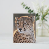 Gepard schaut weg postkarte (Stehend Vorderseite)