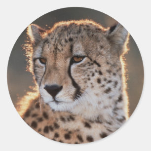 Gepard schaut weg runder aufkleber