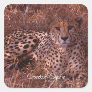 Gepard-Starren Quadratischer Aufkleber
