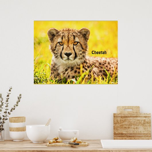 Gepard, Tier der Katzenfamilie Poster (Küche)