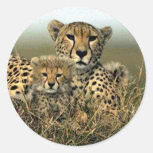 Gepard und CUB Runder Aufkleber
