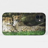 Geparde, die Schmutz Lounging sind Case-Mate iPhone Hülle (Rückseite (Horizontal))
