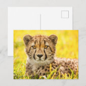 Geparde im Gras Postkarte (Vorne/Hinten)