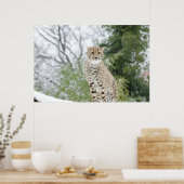 Geparde im Schnee Poster (Küche)