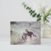 Geparde in Namibia Postkarte (Stehend Vorderseite)