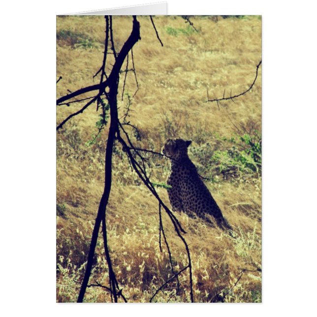 Geparde in Samburu (Vorne)