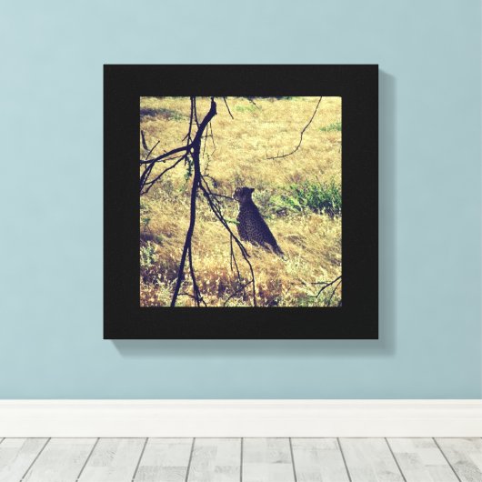 Geparde in Samburu Leinwanddruck (Insitu (Holzboden))