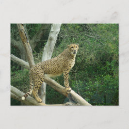 Geparde Stehend auf Baumzweig Postkarte