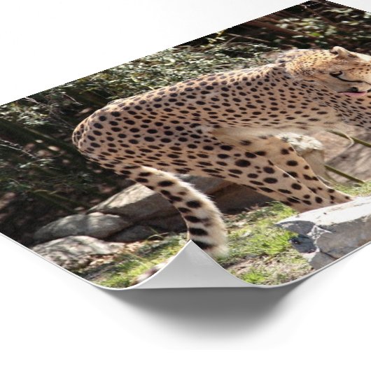 Geparden3 Poster (Ecke)