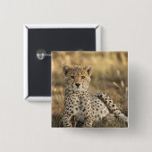 Geparden, Acinonyx jubatus Button (Vorne & Hinten)