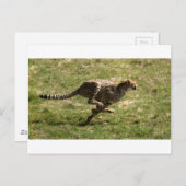 Geparden (Acinonyx jubatus), ganze Galopp Postkarte (Vorne/Hinten)