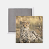 Geparden, Acinonyx jubatus Magnet (Vorderseite/Rückseite)