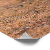 Geparden am frühen Morgen Poster (Ecke)