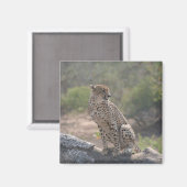 Geparden auf einem gefallenen Baum in freier Wildb Magnet (Vorderseite/Rückseite)