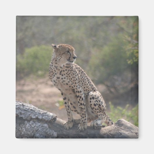 Geparden auf einem gefallenen Baum in freier Wildb Magnet (Vorne)