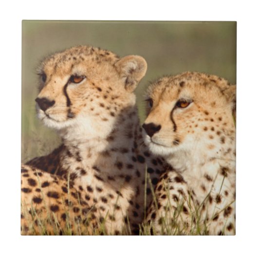 Geparden, die in Gras liegen, Erhaltung von Ngoron Fliese (Vorderseite)