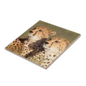 Geparden, die in Gras liegen, Erhaltung von Ngoron Fliese (Seite)