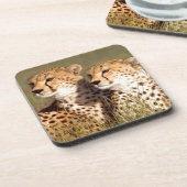 Geparden, die in Gras liegen, Erhaltung von Ngoron Getränkeuntersetzer (Linke Seite)