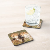 Geparden, die in Gras liegen, Erhaltung von Ngoron Getränkeuntersetzer (Rechte Seite)