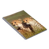 Geparden, die in Gras liegen, Erhaltung von Ngoron Notizblock (Rechte Seite)