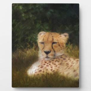 Geparden im Fossil Rim Wildlife Centre Fotoplatte