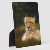 Geparden im Fossil Rim Wildlife Centre Fotoplatte (Seite)