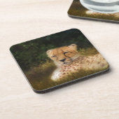 Geparden im Fossil Rim Wildlife Centre Getränkeuntersetzer (Linke Seite)