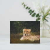 Geparden im Fossil Rim Wildlife Centre Postkarte (Stehend Vorderseite)