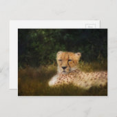 Geparden im Fossil Rim Wildlife Centre Postkarte (Vorne/Hinten)