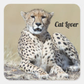 Geparden im Masai Mara im kenianischen Foto Quadratischer Aufkleber (Vorderseite)
