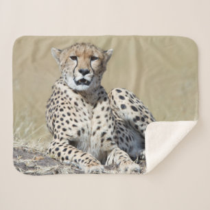 Geparden im Masai Mara im kenianischen Foto Sherpadecke