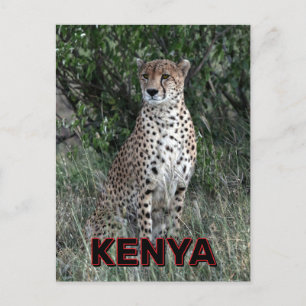 Geparden in Kenia Postkarte