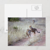Geparden in Namibia Postkarte (Vorne/Hinten)