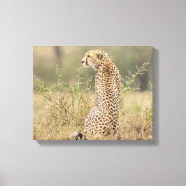 Geparden in naturbelassener Umgebung Leinwanddruck