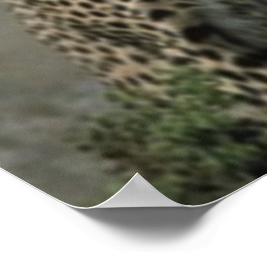 Geparden Poster (Ecke)